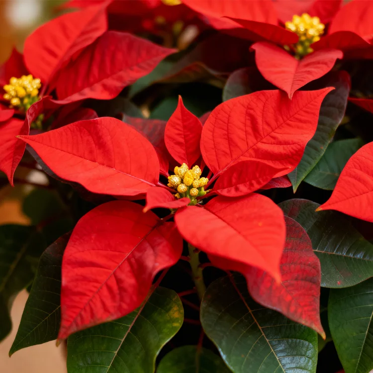 Poinsettia