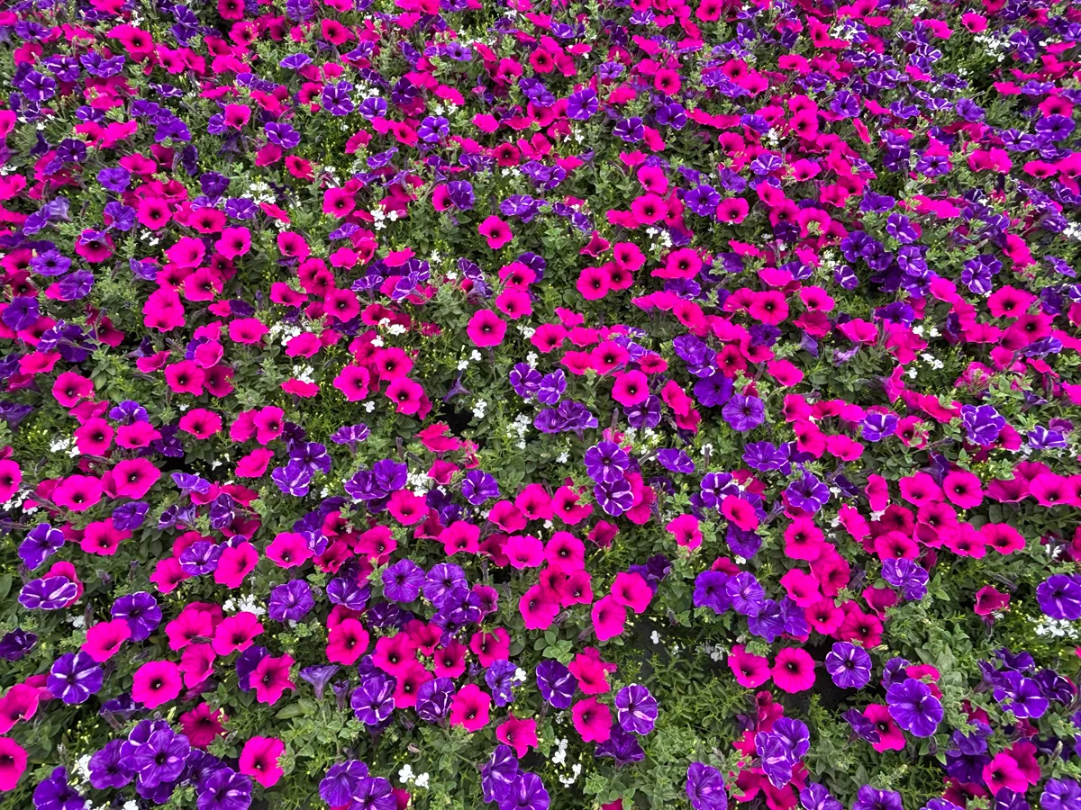 Annuelles mélange – Image 2