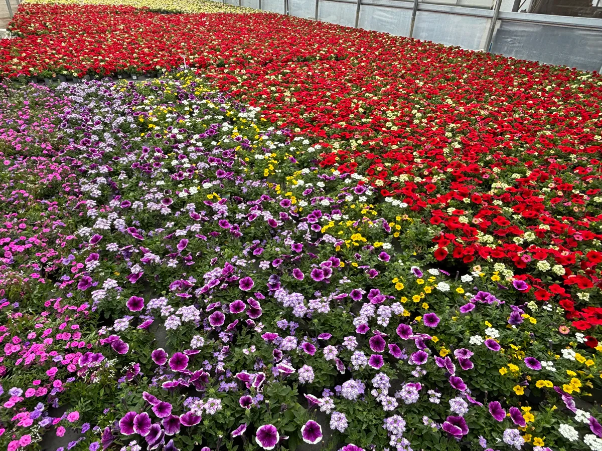 Annuelles mélange – Image 3