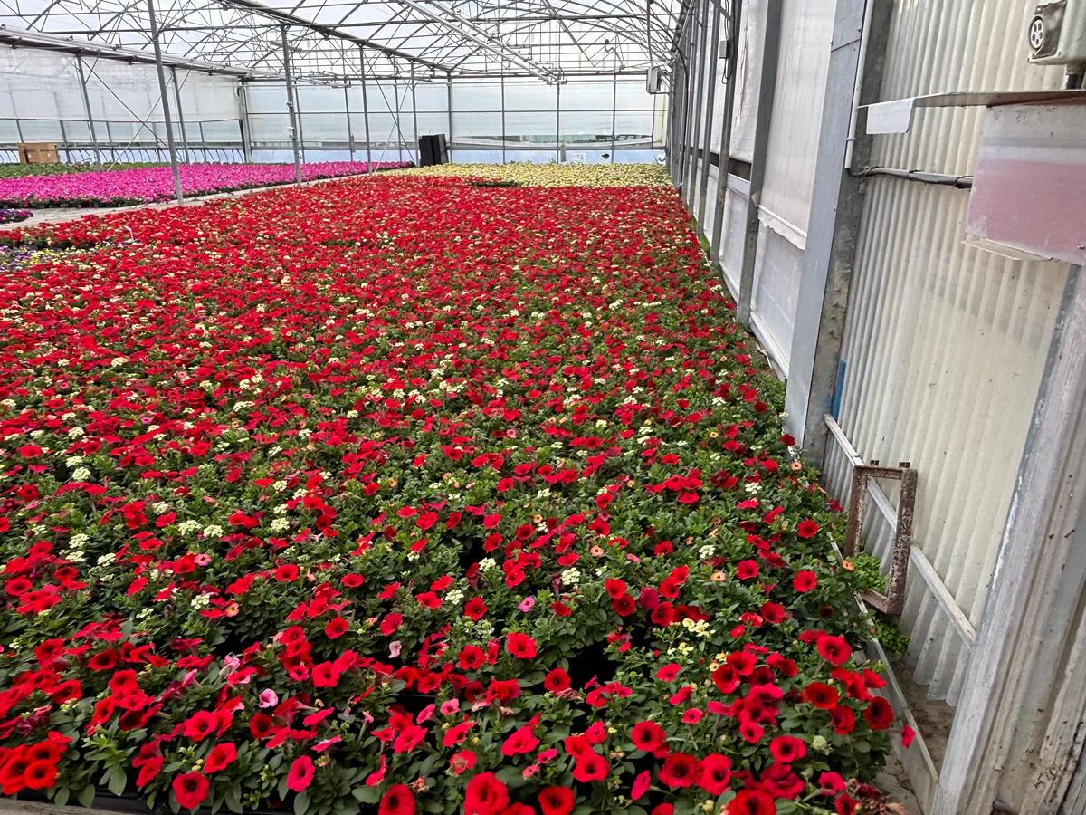 Annuelles mélange – Image 4