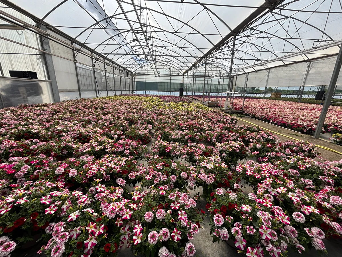 Annuelles mélange – Image 5