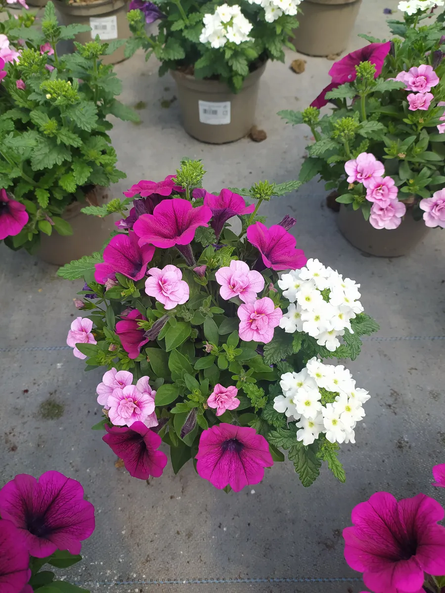 Annuelles mélange – Image 6