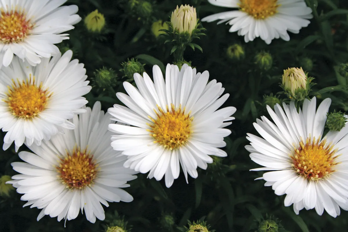 Aster – Image 9