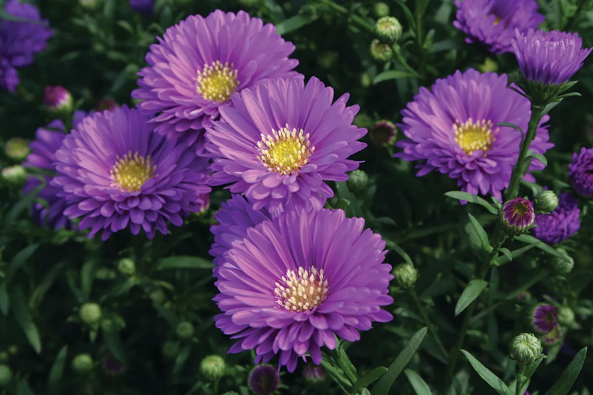 Aster – Image 8