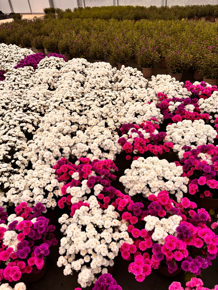 Aster – Image 3