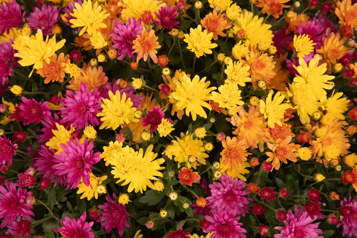 Chrysanthème multifleurs – Image 9