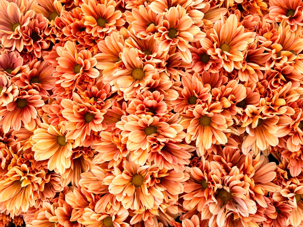 Chrysanthème multifleurs – Image 5