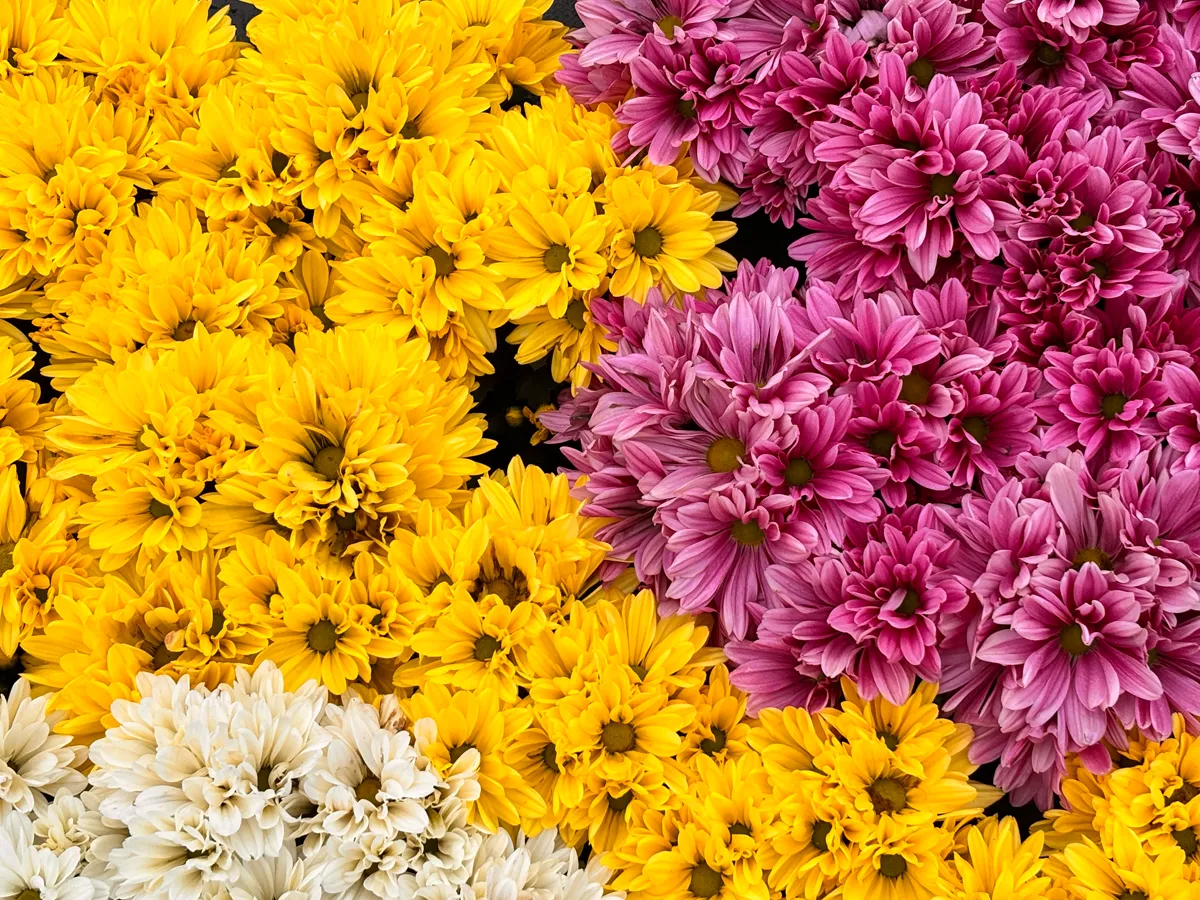 Chrysanthème multifleurs – Image 6