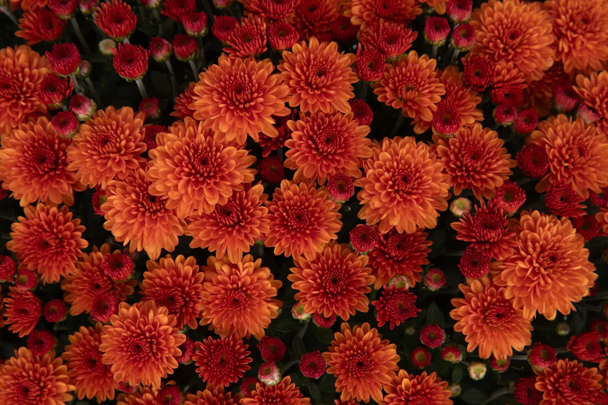 Chrysanthème multifleurs – Image 8