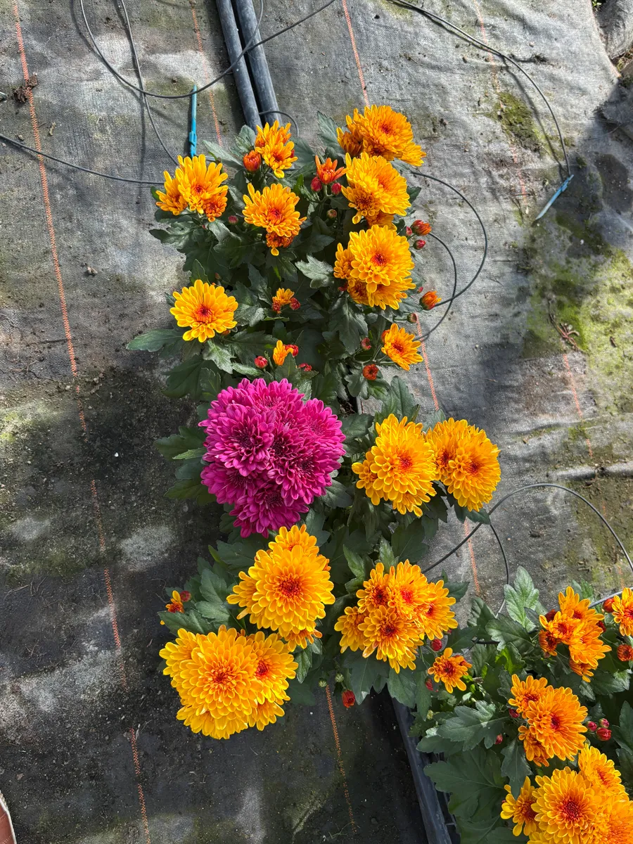 Chrysanthème multifleurs – Image 20