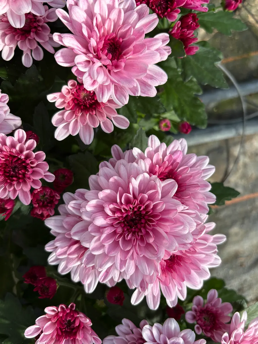 Chrysanthème multifleurs – Image 18