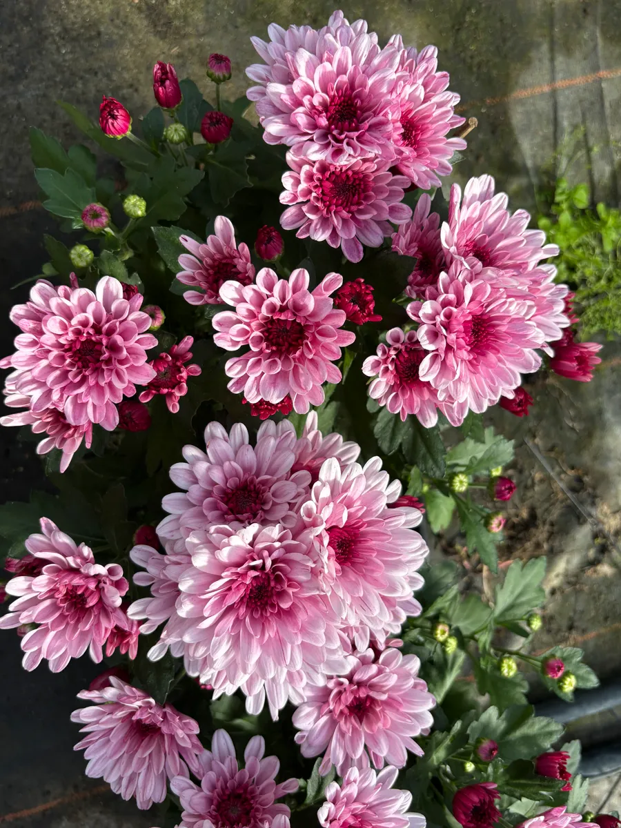 Chrysanthème multifleurs – Image 19