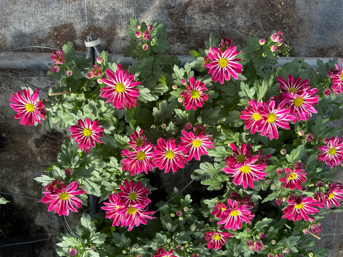 Chrysanthème multifleurs – Image 21