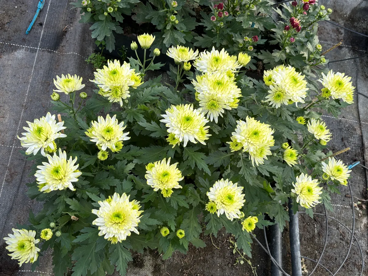 Chrysanthème multifleurs – Image 22
