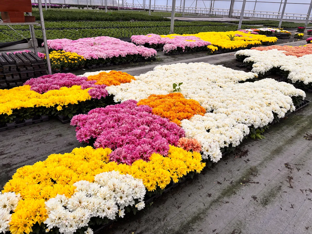 Chrysanthème multifleurs – Image 2