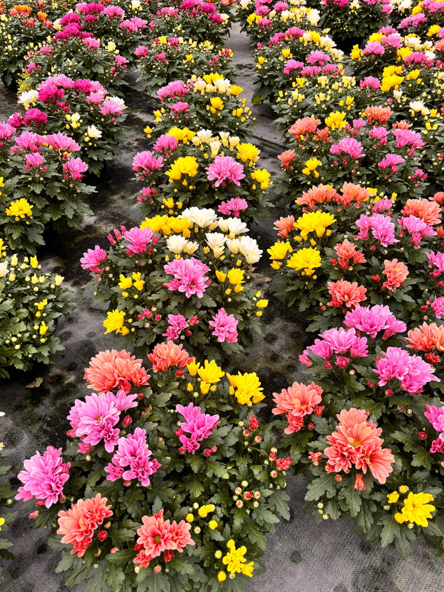 Chrysanthème multifleurs – Image 3