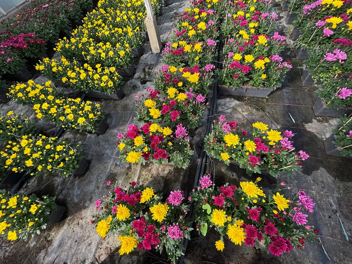 Chrysanthème multifleurs – Image 4