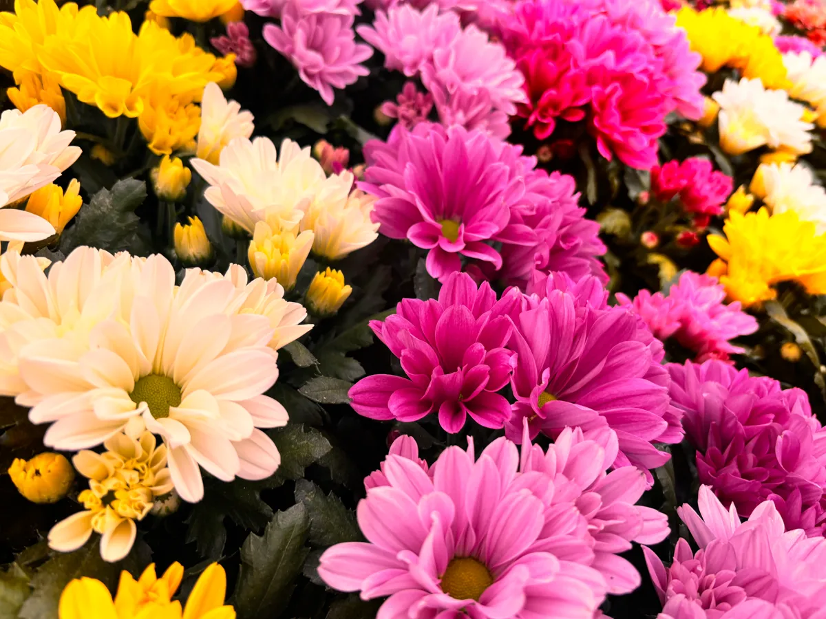 Chrysanthème multifleurs