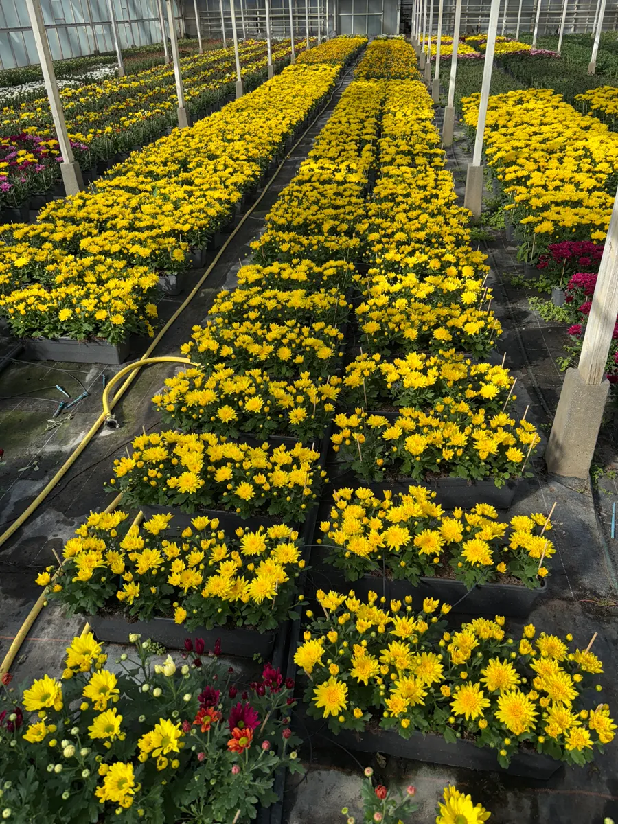 Chrysanthème multifleurs – Image 17