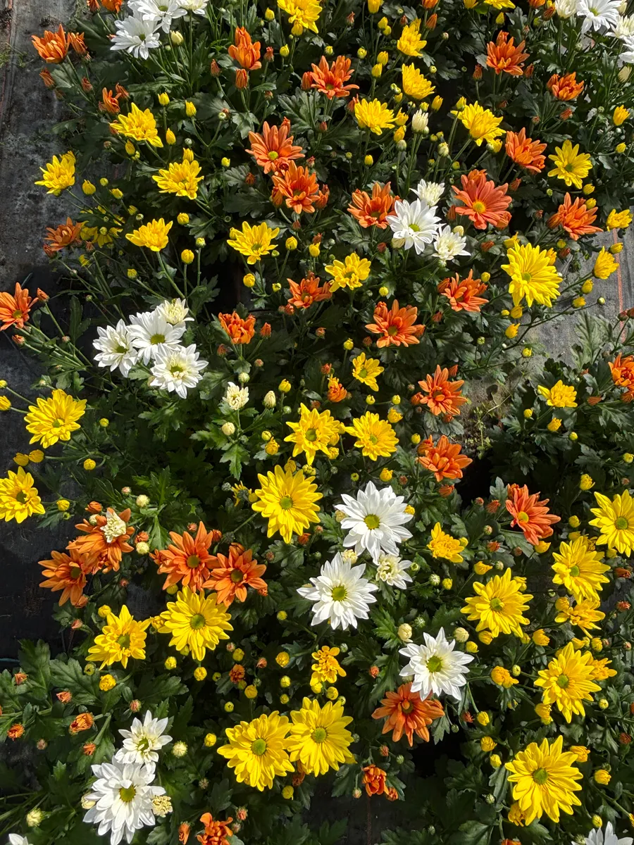 Chrysanthème multifleurs – Image 16