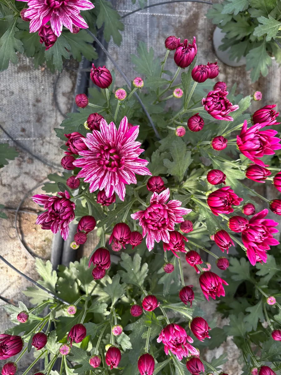 Chrysanthème multifleurs – Image 11