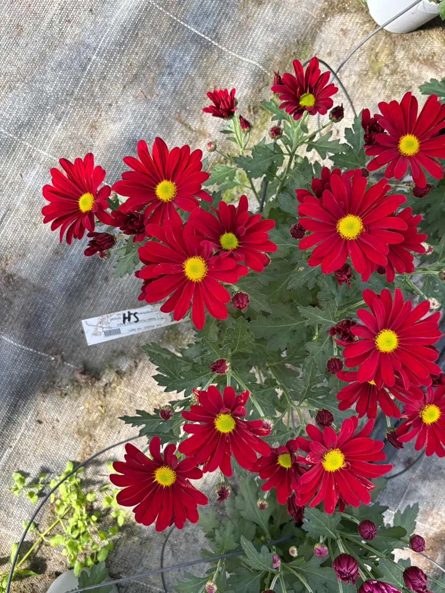Chrysanthème multifleurs – Image 12