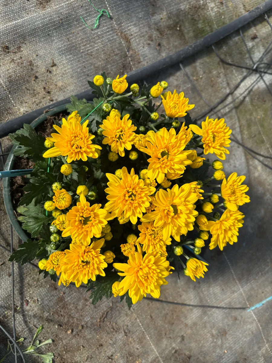 Chrysanthème multifleurs – Image 13