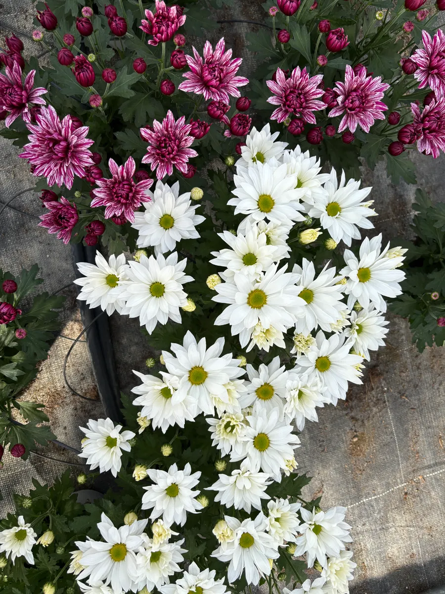 Chrysanthème multifleurs – Image 10