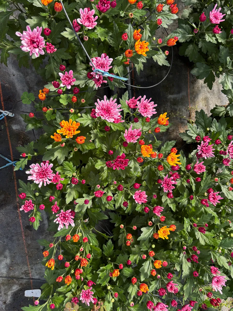 Chrysanthème multifleurs – Image 14