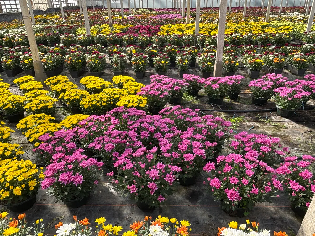 Chrysanthème multifleurs – Image 15