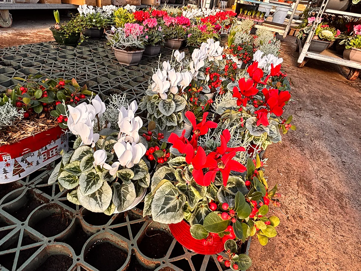 Poinsettia – Image 9