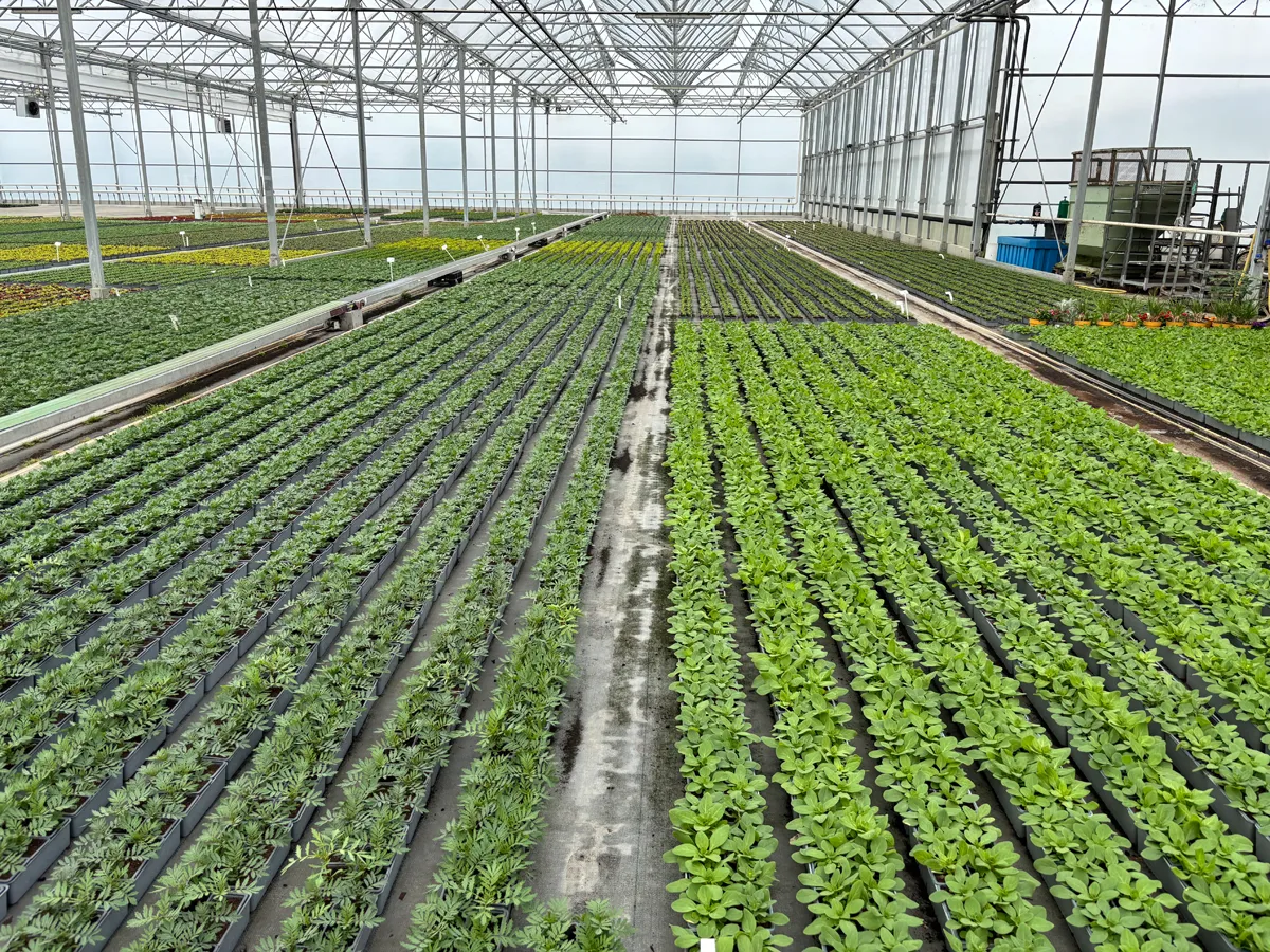 Annuelles mélange – Image 7