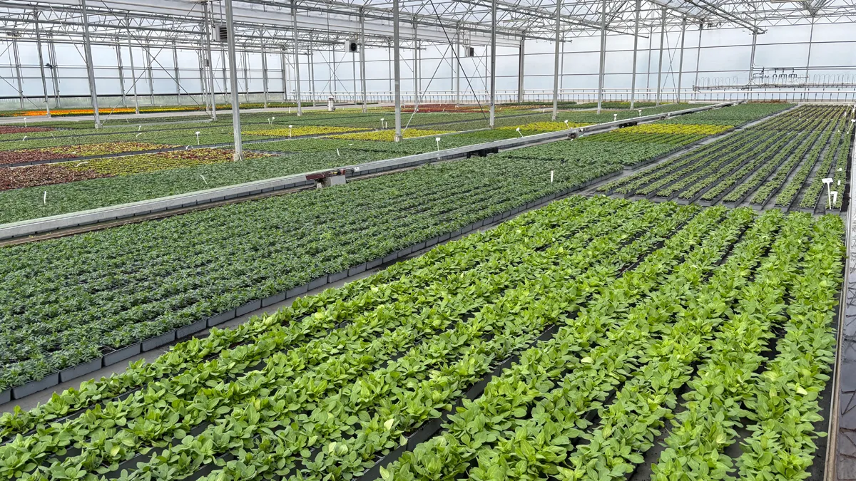 Annuelles mélange – Image 8