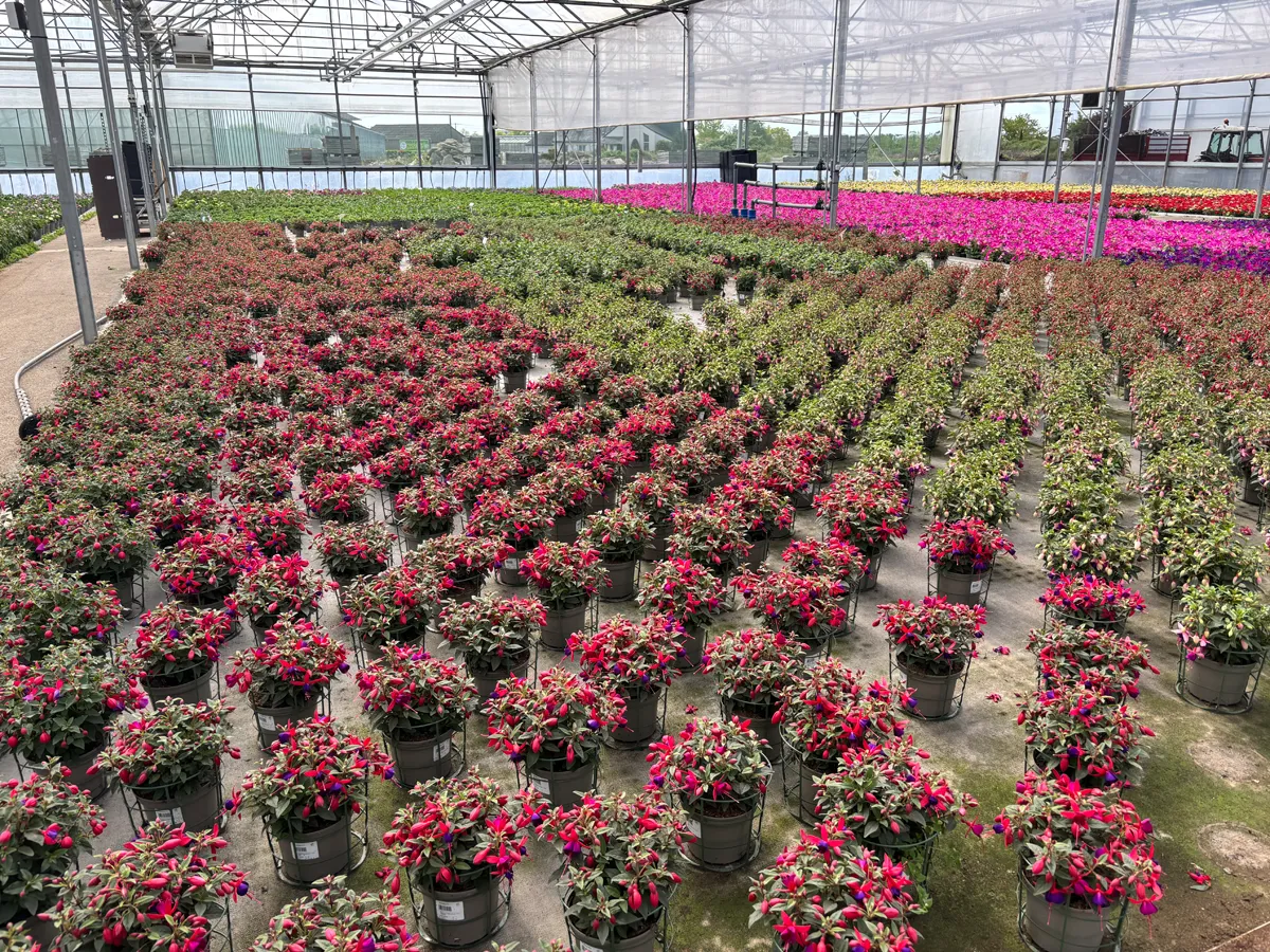 Fuchsia annuel – Image 2
