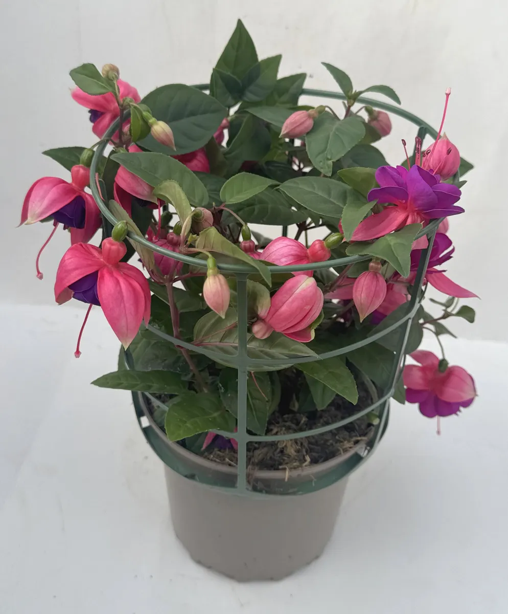 Fuchsia annuel