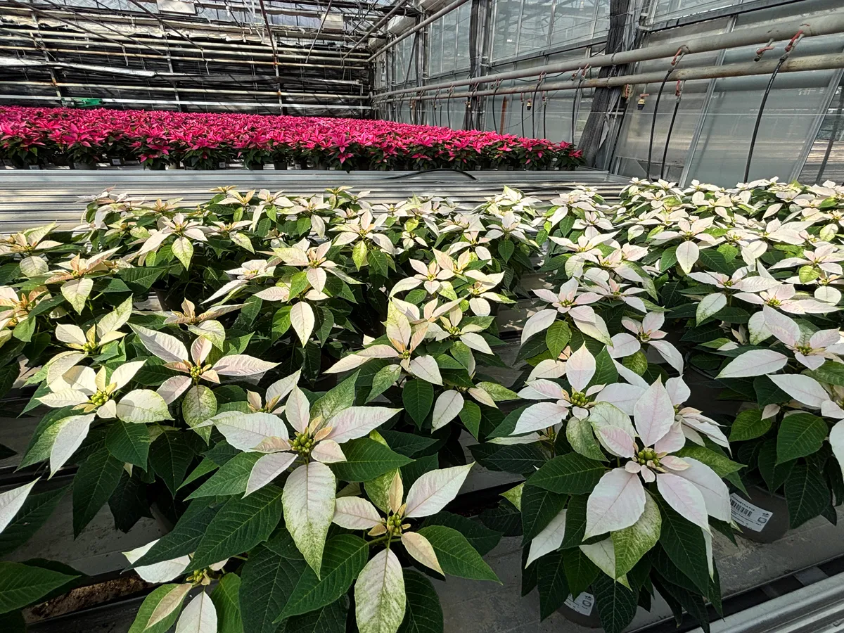Poinsettia – Image 10