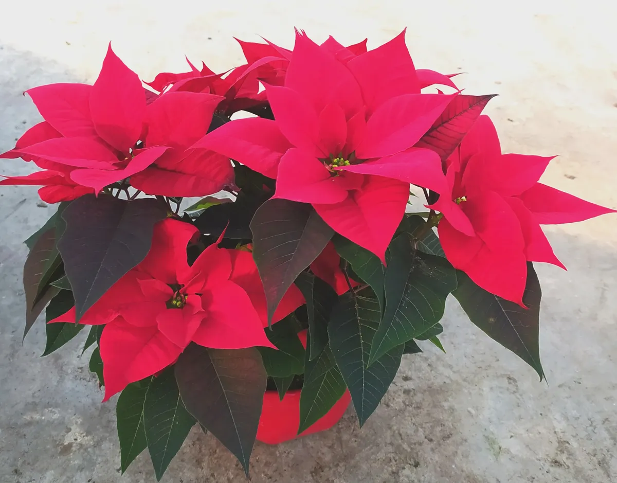 Poinsettia – Image 6
