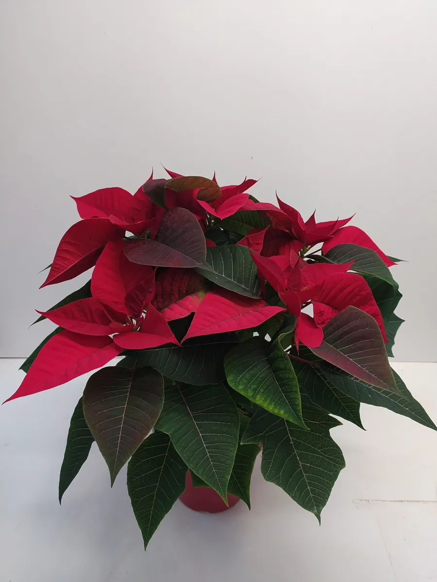 Poinsettia – Image 3