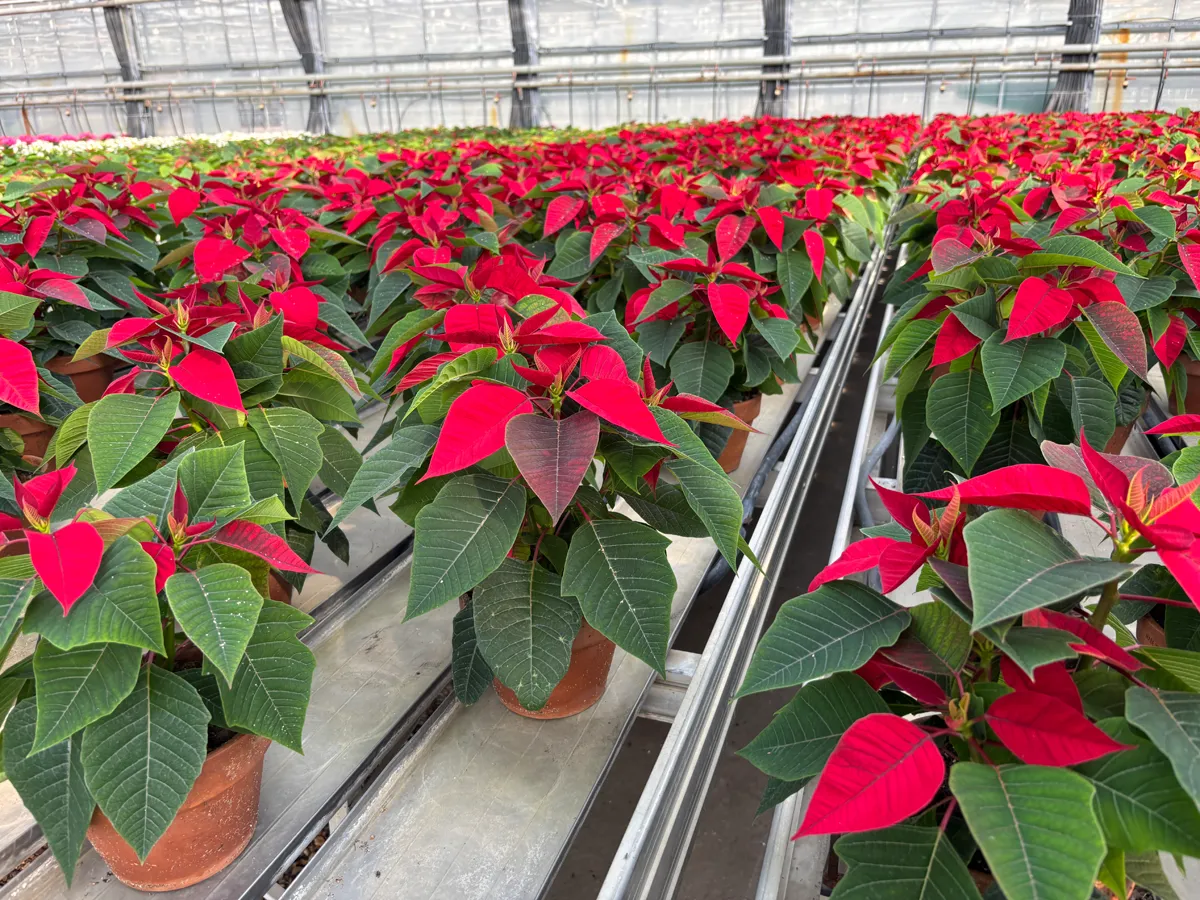 Poinsettia – Image 4