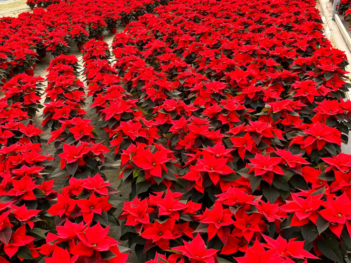 Poinsettia – Image 5