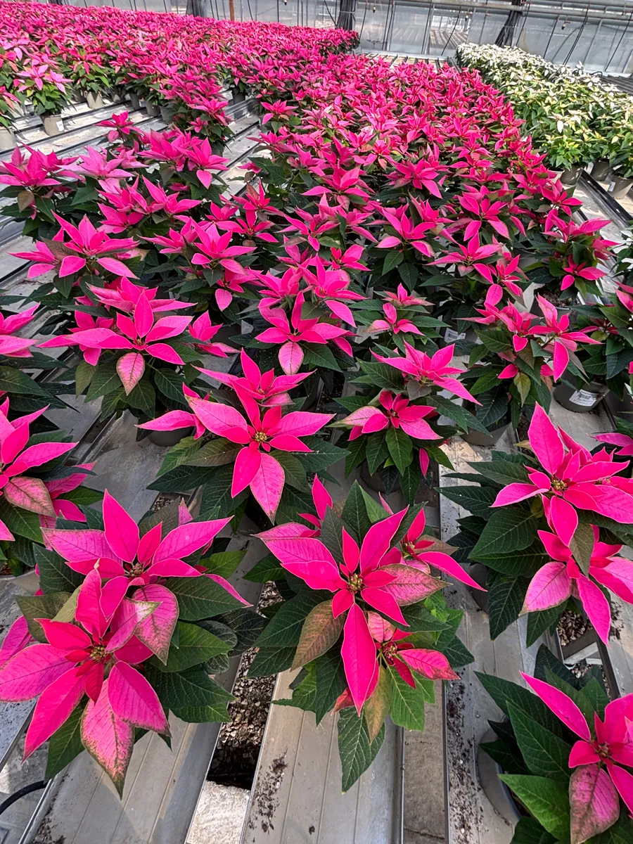 Poinsettia – Image 13