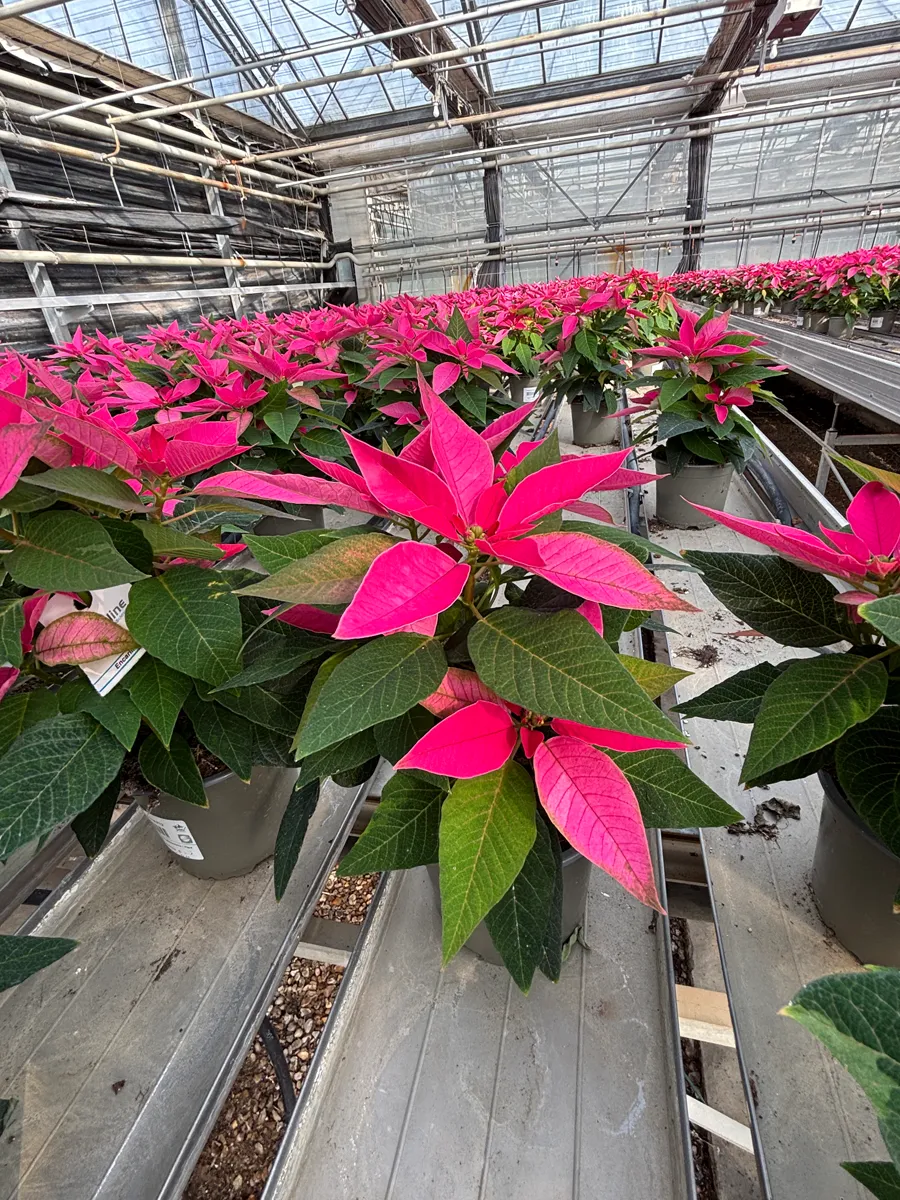 Poinsettia – Image 12