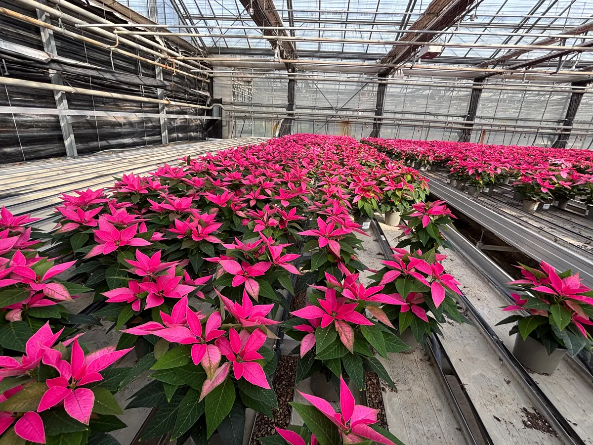 Poinsettia – Image 11