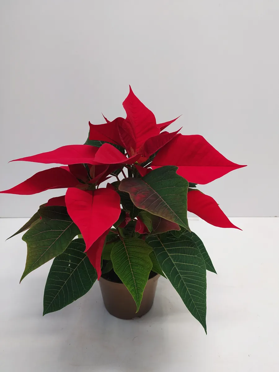 Poinsettia – Image 2