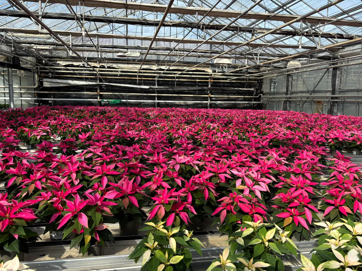 Poinsettia – Image 7