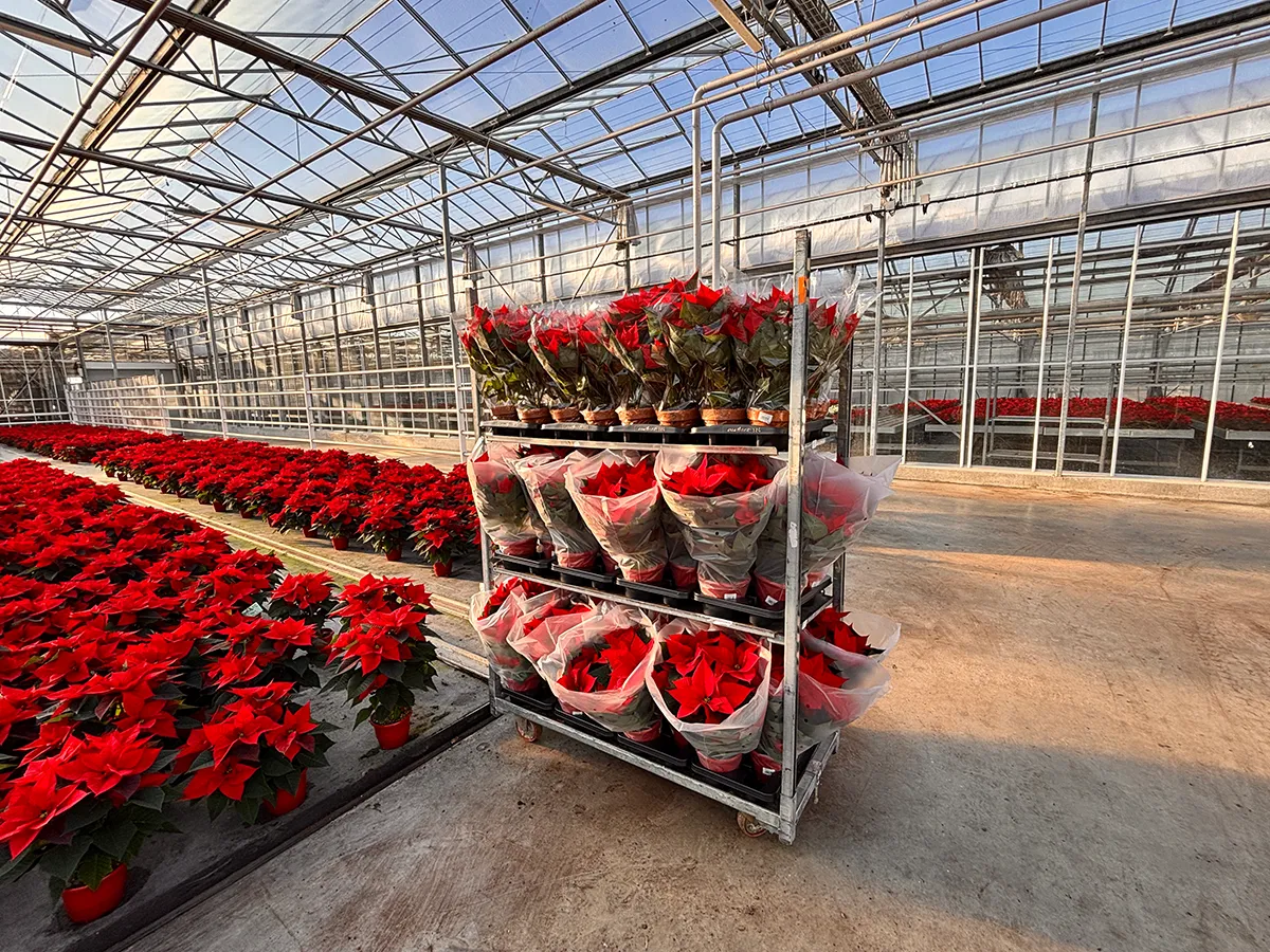 Poinsettia – Image 8
